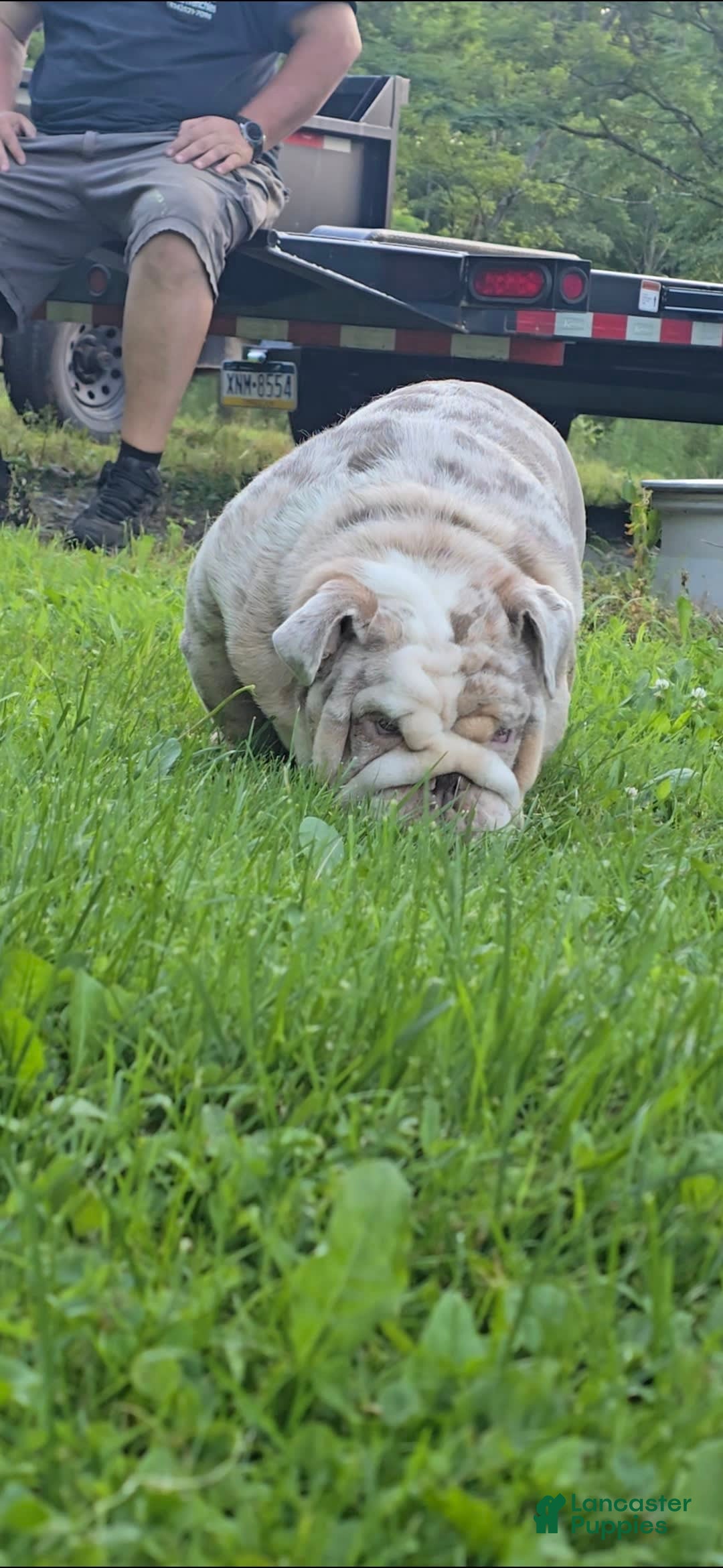 English Bulldog dogs for sale: Rj - Image 11