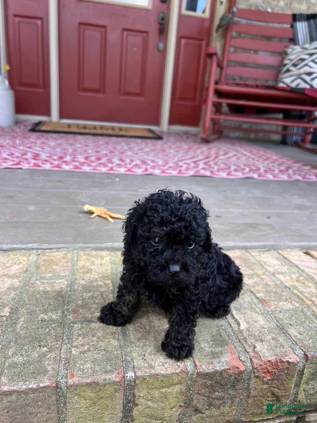 Cavapoo dogs for sale: Randy - Image 3