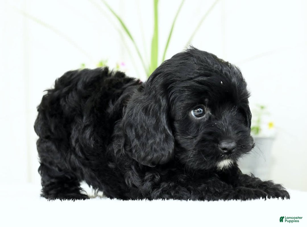 Cavapoo dogs for sale: Grizzly - Image 3