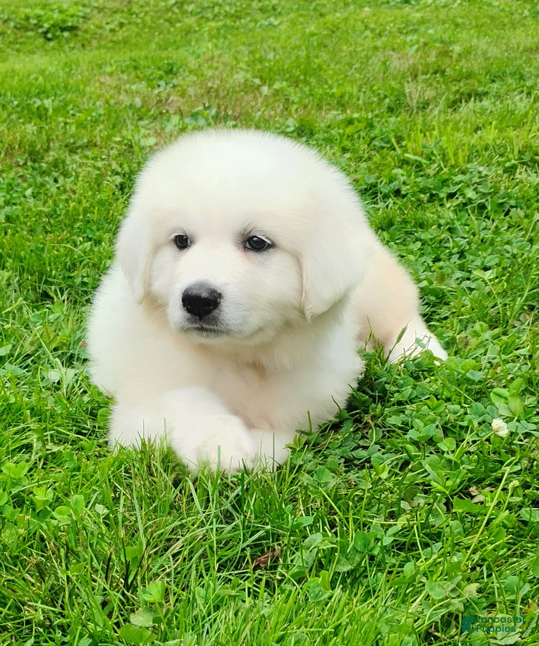 Great Pyrenees dogs for sale: Holly - Image 12
