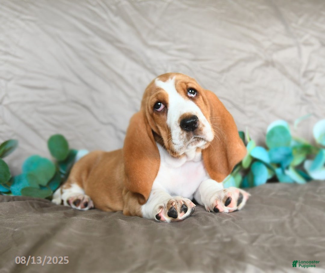 Basset Hound dogs for sale: Sarie - Image 1