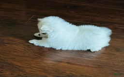 Pomeranian dogs for sale: Girl - Image 2