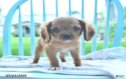 Cavalier King Charles Spaniel dogs for sale: Wolly - Image 2