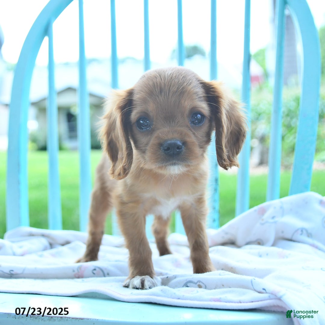 Cavalier King Charles Spaniel dogs for sale: Wolly - Image 2