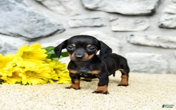 Miniature Dachshund dogs for sale: Zola - Image 1