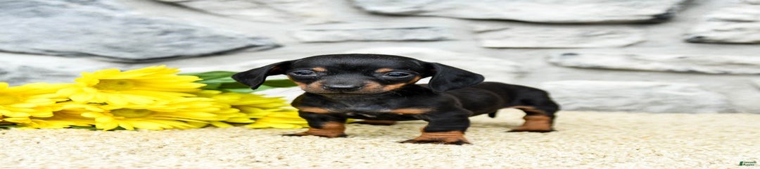 Zola