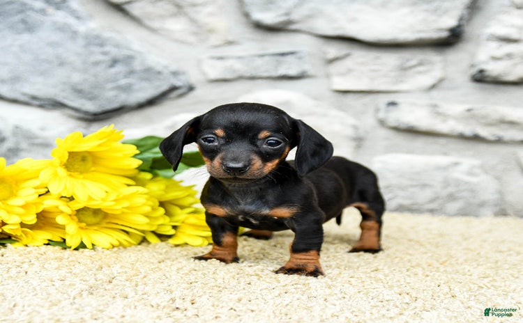 Miniature Dachshund dogs for sale - Ad 5
