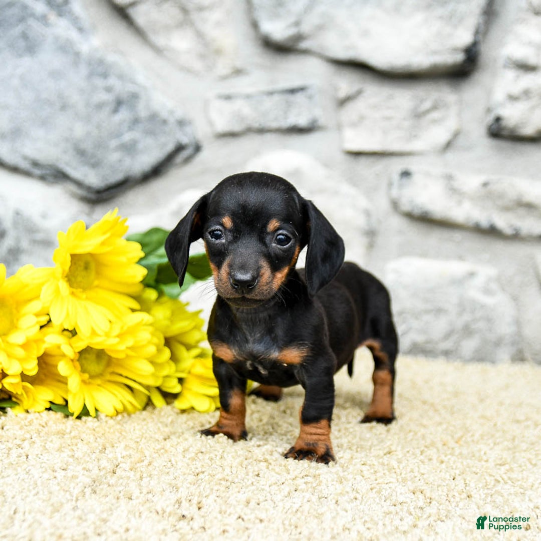 Miniature Dachshund dogs for sale: Zola - Image 1