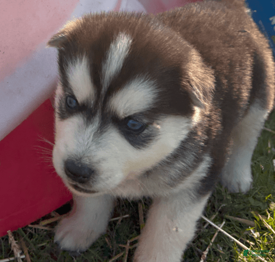 Siberian Husky dogs for sale: Tortuga - Image 5