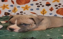 American Bully dogs for sale: National Champion Jack - Image 18