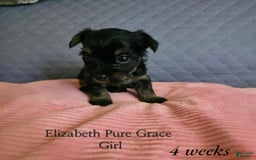 Yorkshire Terrier dogs for sale: Elizabeth - Image 3
