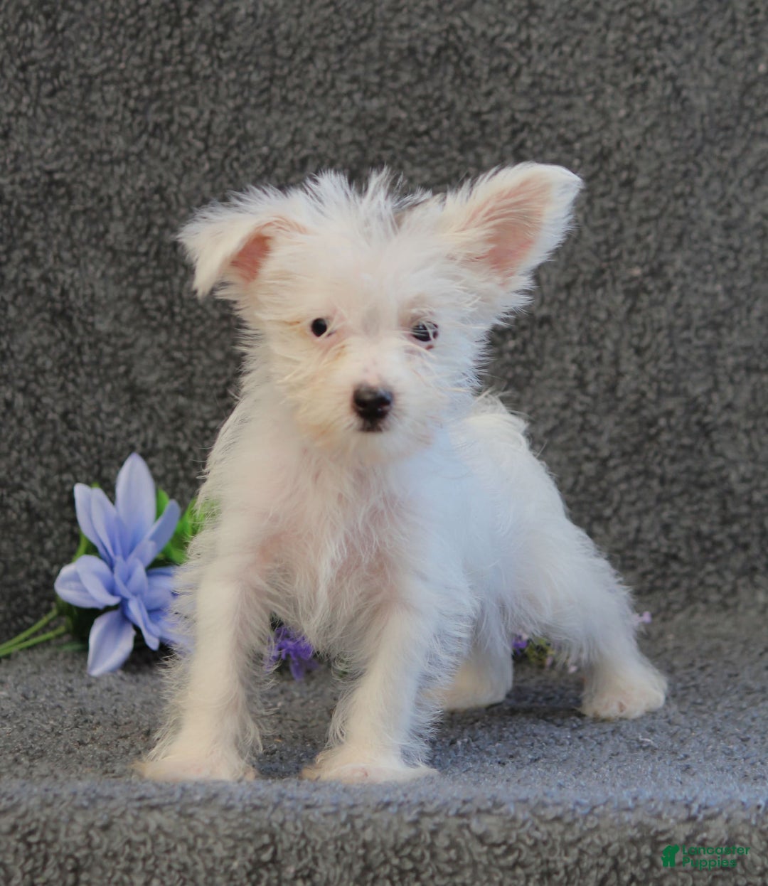 Yorkshire Terrier dogs for sale: Tony - Image 4
