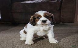 Saint Berdoodles dogs for sale: Bianca - Image 9