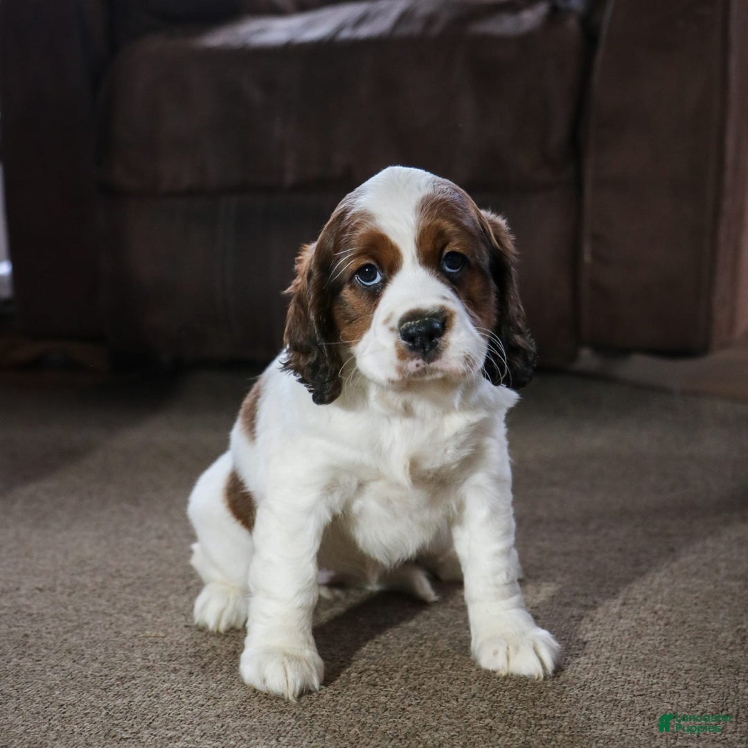 Saint Berdoodles dogs for sale: Bianca - Image 9