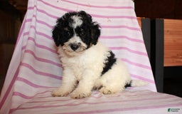 Cockapoo dogs for sale: Timmy - Image 7