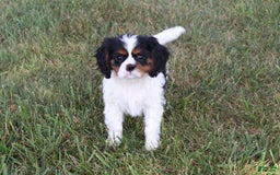 Cavalier King Charles Spaniel dogs for sale: Rex - Image 6
