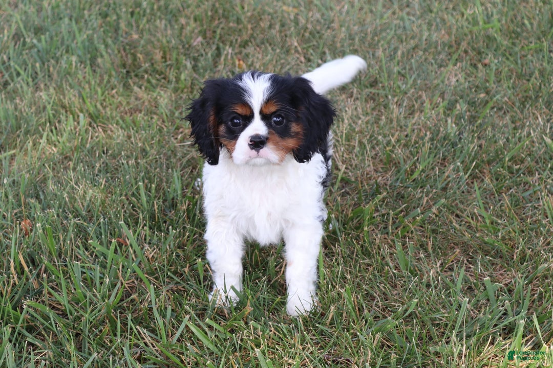 Cavalier King Charles Spaniel dogs for sale: Rex - Image 6