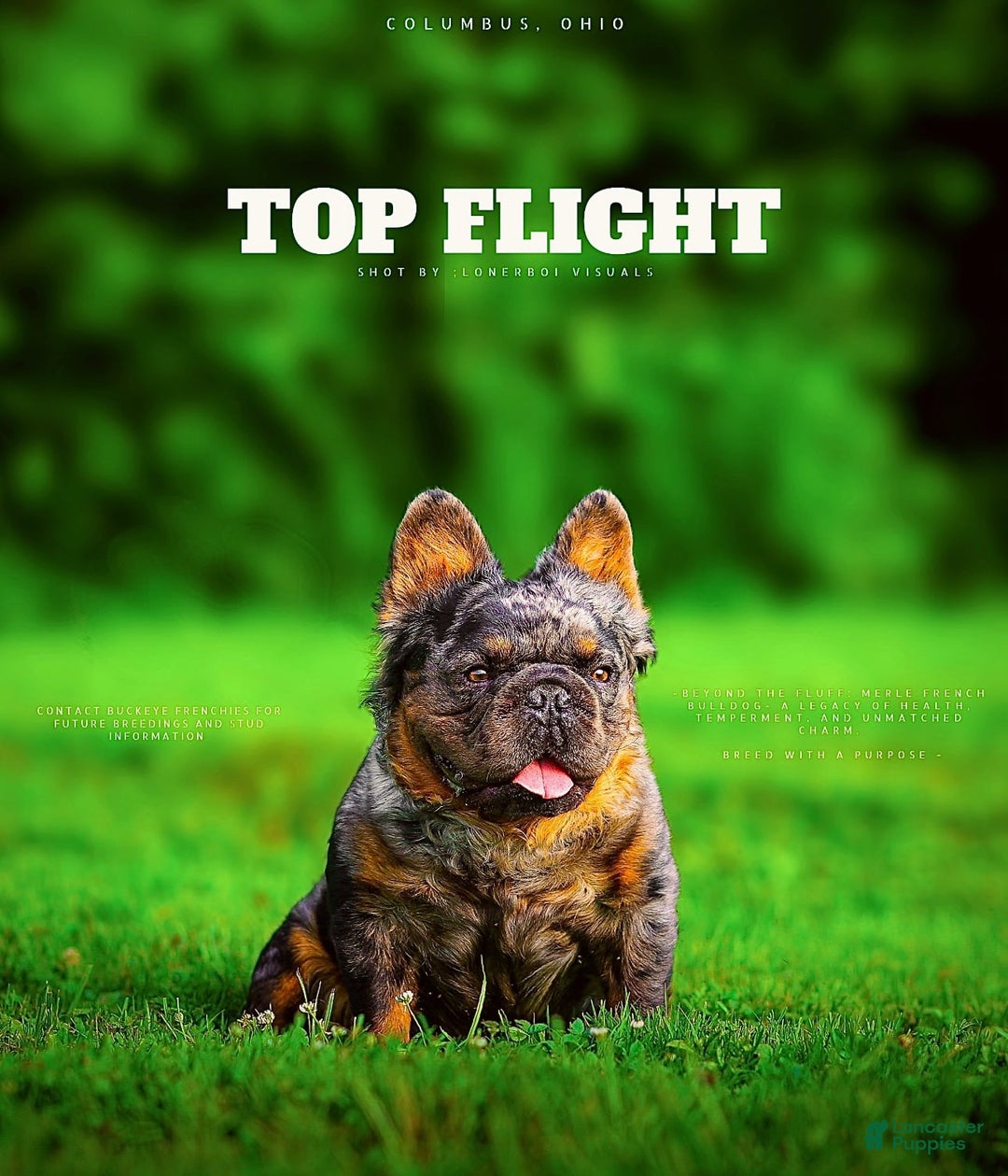 French Bulldog dogs for sale: Raven - Image 5
