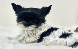 Yorkshire Terrier dogs for sale: Dana - Image 2