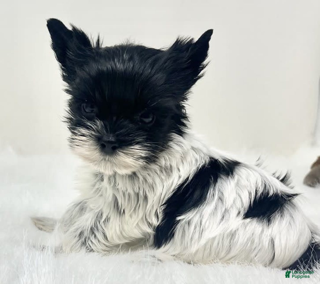 Yorkshire Terrier dogs for sale: Dana - Image 2
