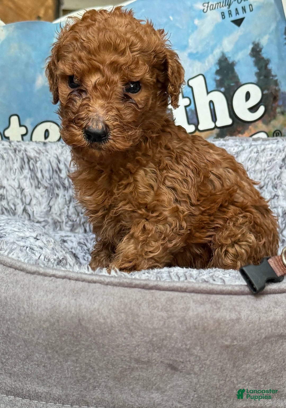 Standard Poodle dogs for sale: Cayenne Brown Collar Poodle - Image 4
