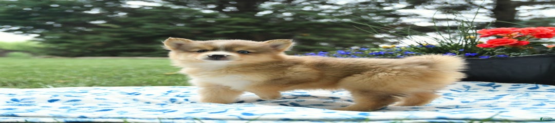 Hazelnut