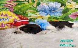 English Springer Spaniel dogs for sale: Milk - Image 4