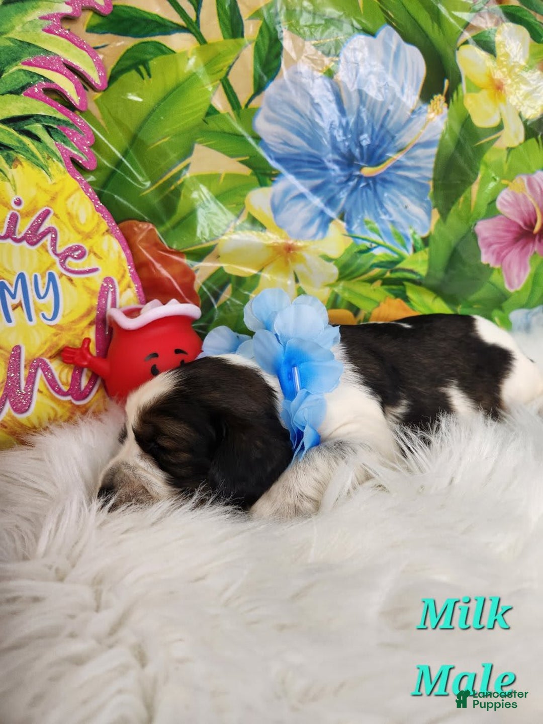 English Springer Spaniel dogs for sale: Milk - Image 4