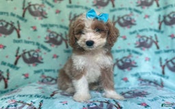 Cockapoo dogs for sale: Buttercup - Image 2