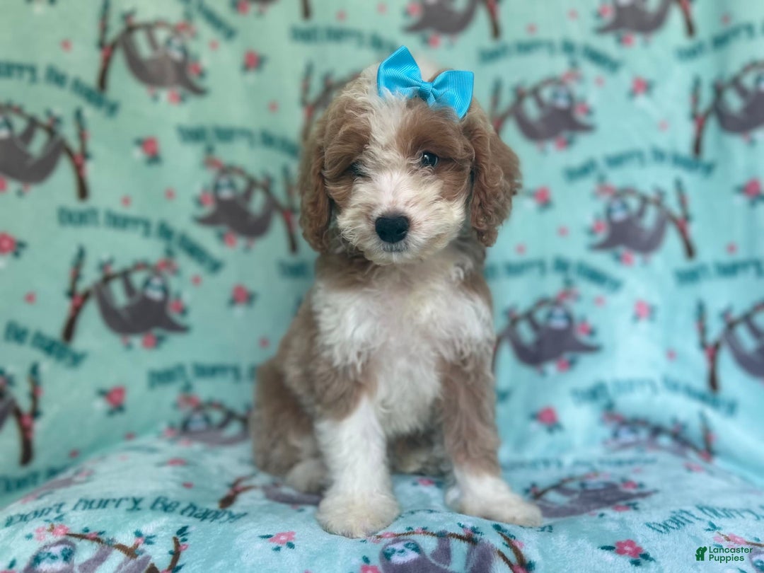 Cockapoo dogs for sale: Buttercup - Image 2