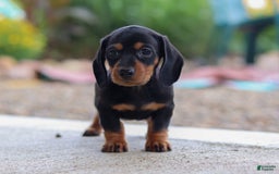 Miniature Dachshund dogs for sale: Miniature Dachshund 3 puppies - Image 5