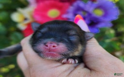 Pomeranian dogs for sale: Elysium - Listing for pets: Nirvana, Valhalla, Elysium - Image 2
