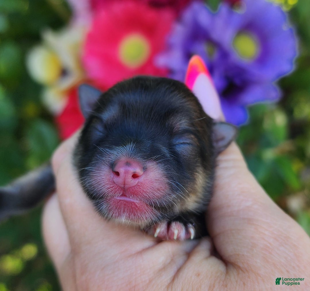 Pomeranian dogs for sale: Elysium - Listing for pets: Nirvana, Valhalla, Elysium - Image 2