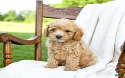 Havapoo dogs for sale: Pebbles - Image 4