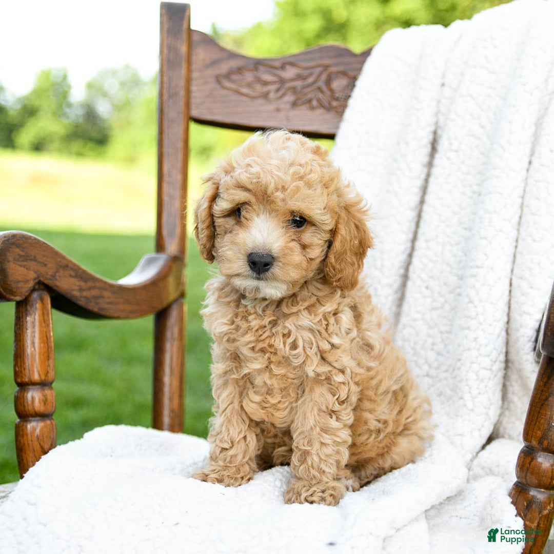 Havapoo dogs for sale: Pebbles - Image 4