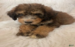 Bernedoodle dogs for sale: Blueberry Blitz - Image 1