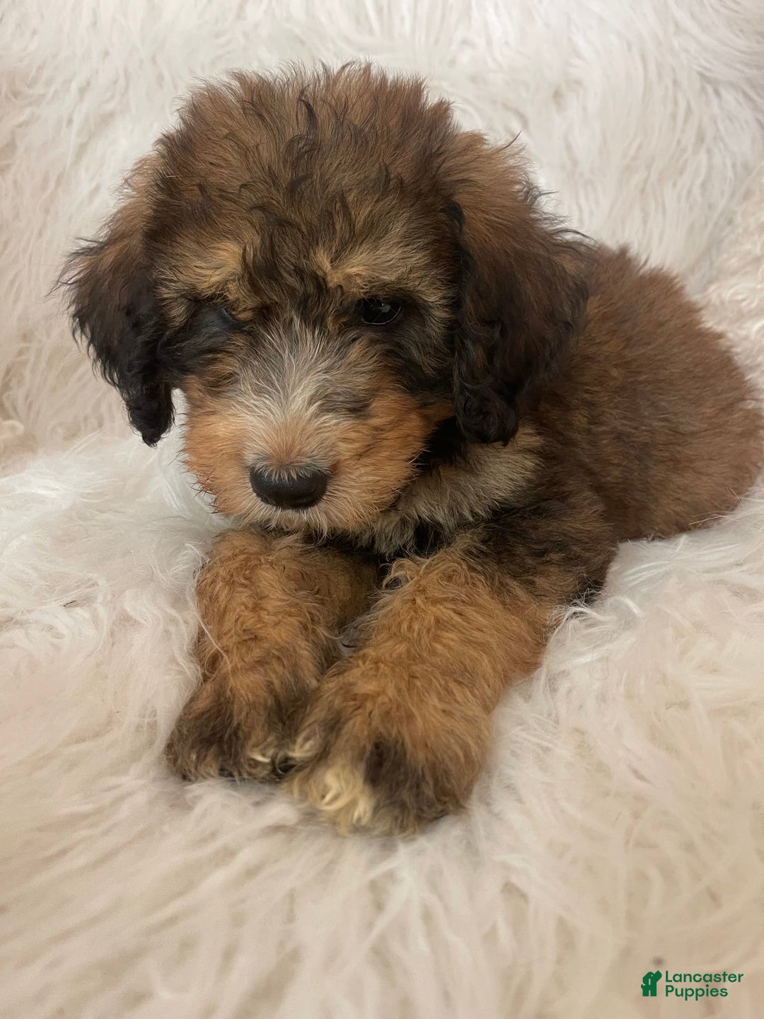 Bernedoodle dogs for sale: Blueberry Blitz - Image 1