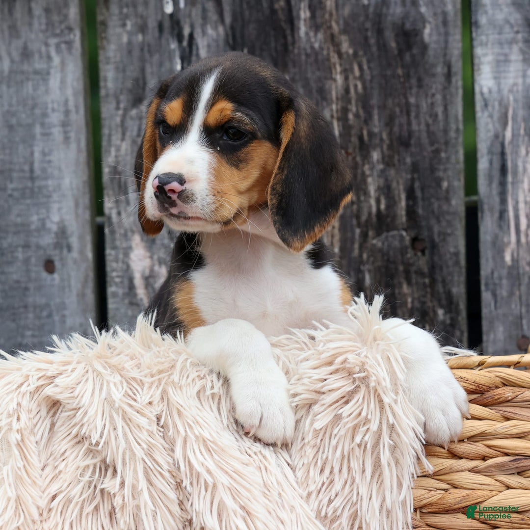 Beagle dogs for sale: Kirby - Image 4
