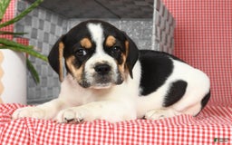 Beabull dogs for sale: Wynona - Image 2
