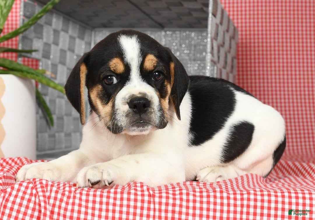Beabull dogs for sale: Wynona - Image 2