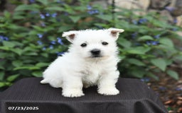 West Highland Terrier dogs for sale: Dustin - Image 1