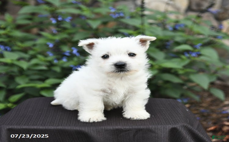 West Highland Terrier dogs for sale - Ad 4