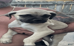Bullmastiff dogs for sale: Josie - Image 1