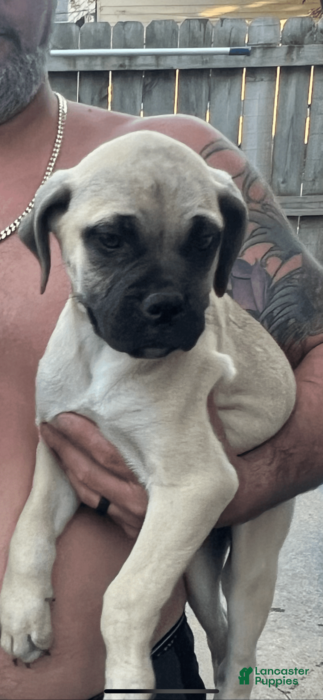 Bullmastiff dogs for sale: Josie - Image 1