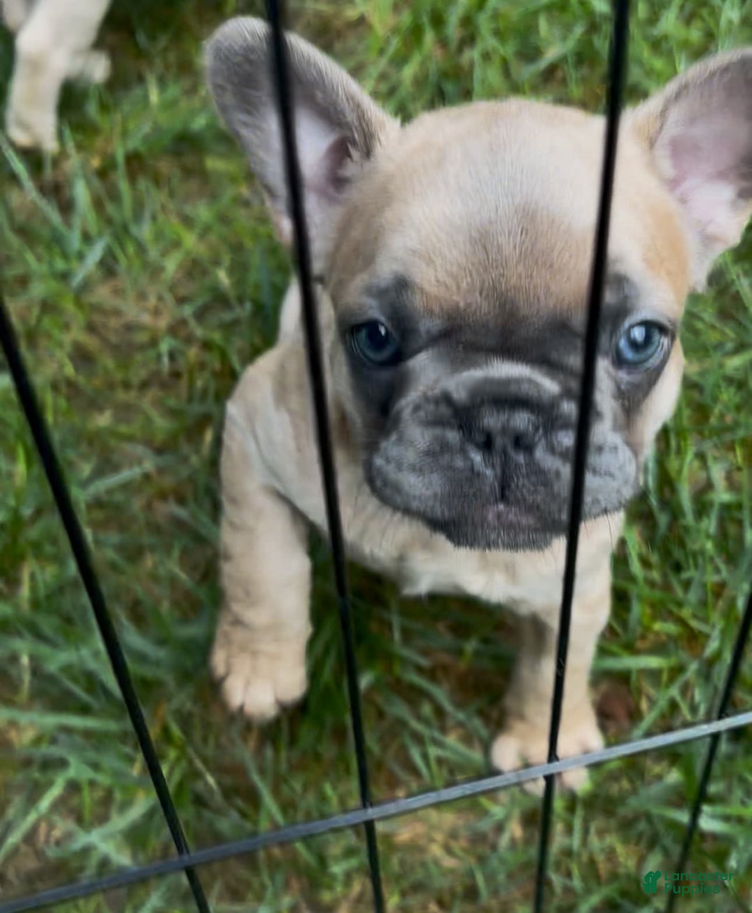 French Bulldog dogs for sale: Linus - Image 6
