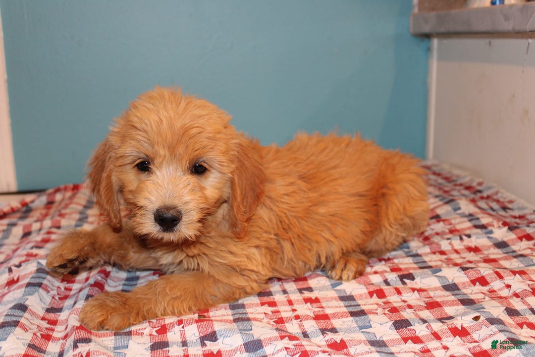  dogs for sale: Mini Goldendoodle 5 puppies - Image 12