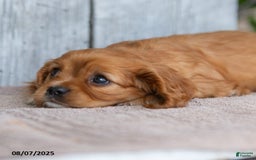 Cavalier King Charles Spaniel dogs for sale: Twila - Image 5