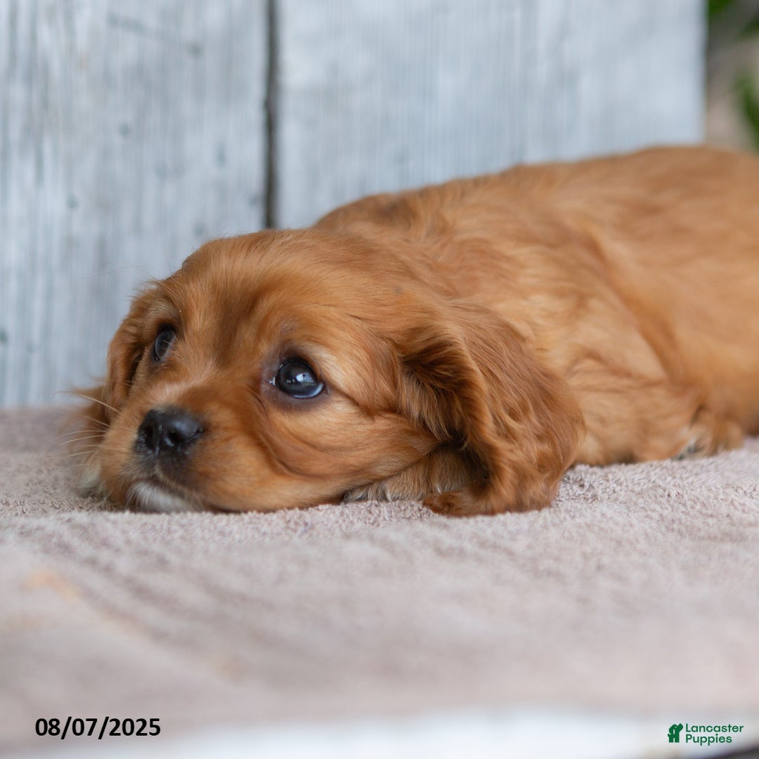 Cavalier King Charles Spaniel dogs for sale: Twila - Image 5