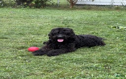 Goldendoodle dogs for sale: Pumpkin/menance - Image 4
