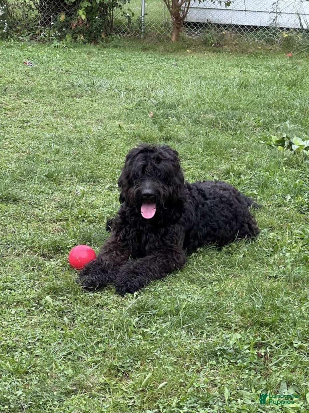 Goldendoodle dogs for sale: Pumpkin/menance - Image 4